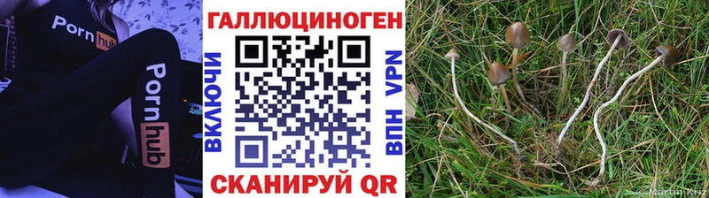 где купить наркотик  Дорогобуж  это Telegram  Галлюциногенные грибы мицелий 